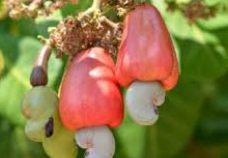 anacarde-au-Sénégal-1024x853